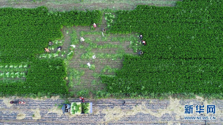 (砥礪奮進(jìn)六十載·塞上寧夏譜新篇·圖文互動(dòng))(1)喜看鄉(xiāng)村新畫卷——寧夏奮進(jìn)60年巡禮之鄉(xiāng)村變遷篇